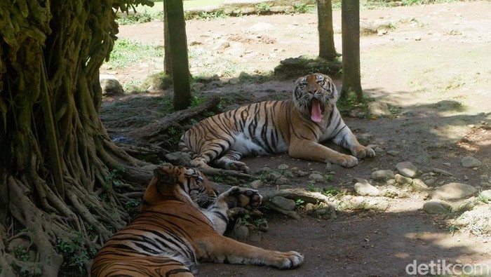 Serulingmas Zoo Banjarnegara sempat ditutup saat PPKM level 3. Kini di masa libur Natal dan Tahun Baru 2022 jumlah pengunjung kembali meningkat dan mencapai 1.400 orang per hari.