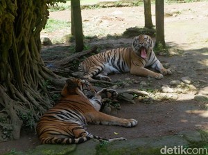 Hari Ini Serunglimas Zoo Jelaskan Penyebab Perawat Harimau Meninggal