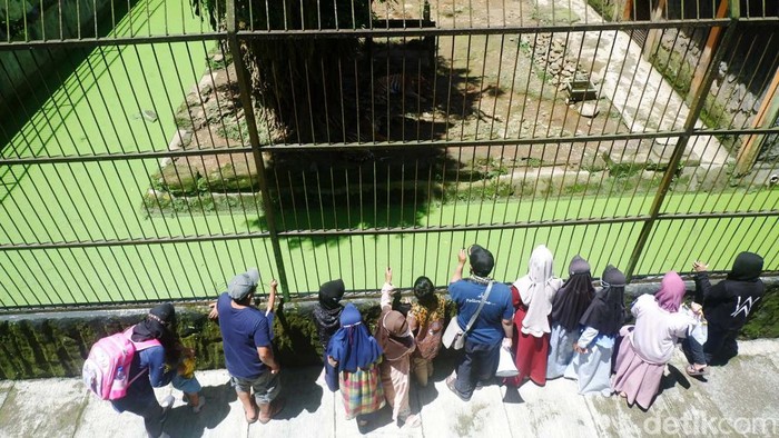 Serulingmas Zoo Banjarnegara sempat ditutup saat PPKM level 3. Kini di masa libur Natal dan Tahun Baru 2022 jumlah pengunjung kembali meningkat dan mencapai 1.400 orang per hari.