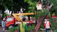 Tampak petugas tengah mengevakuasi pohon yang ambruk.  