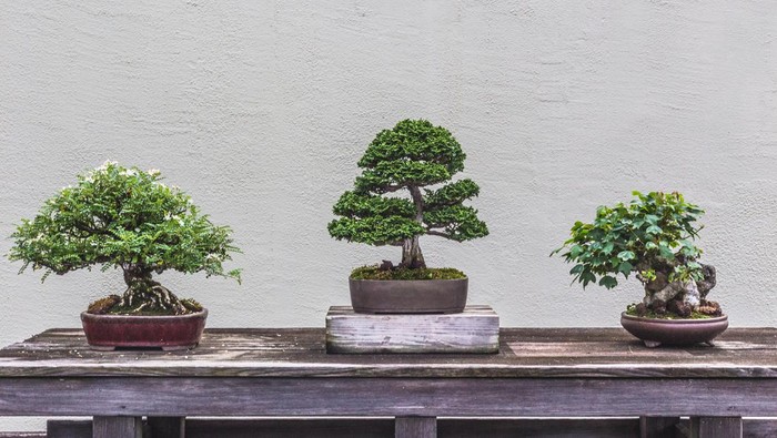 Three Bonsai Trees displayed on a weathered wood table