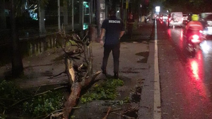 dahan pohon timpa pengendara motor