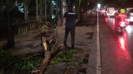 Kejatuhan Dahan Pohon, Seorang Pengendara Motor di Sidoarjo Pingsan