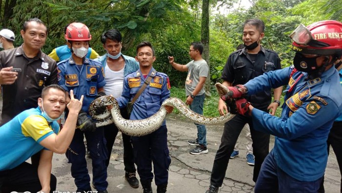 Damkar Evakuasi Ular Sanca 4 Meter di Sentul Bogor