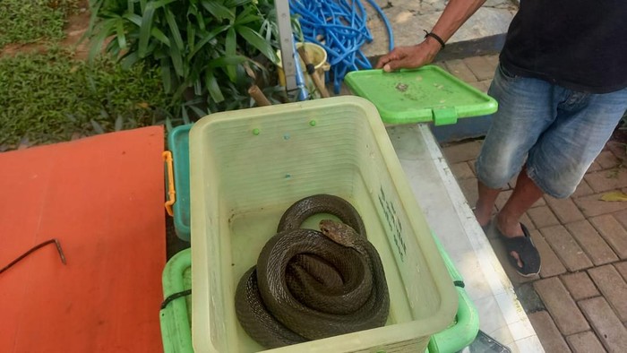 Doni pawang ular nyaris mati digigit kobra di Pamulang, Tangsel