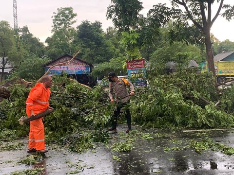 Pohon tumbang di bangkalan