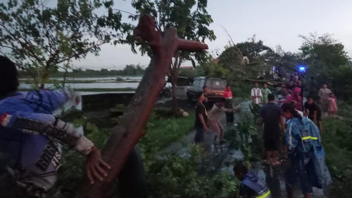 pohon tumbang di lamongan