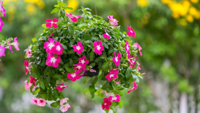 Watercress flower hanging in the garden. Madagascar periwinkle, Vinca, Old maid, Cayenne jasmine, Rose periwinkle