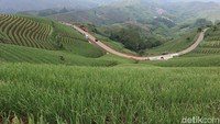 Meski pada bulan Maret nanti petani bawang akan kembali menanam namun dipastikan keindahan Terasering Panyaweuyan tidak sebagus saat ini. Saat itu, penanaman dilakukan pada musim kemarau.
