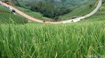 Ubud Punya Terasering Padi, Majalengka Punya Terasering Daun Bawang