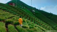 Hamparan hijau tanaman bawang di kawasan Terasering Panyaweuyan Majalengka mulai terlihat.