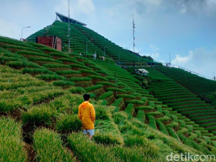 Ubud Punya Terasering Padi, Majalengka Punya Terasering Daun Bawang
