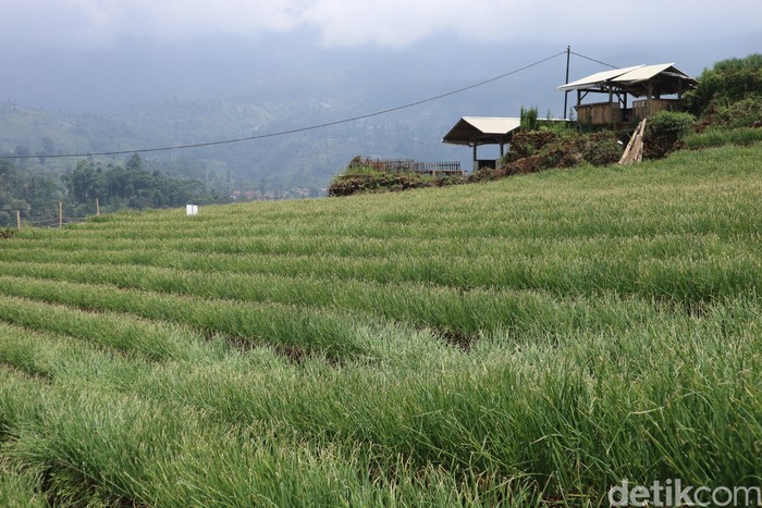 Terasering Panyaweuyan Majalengka Terasering Panyaweuyan Majalengka