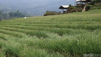 Saat ini adalah momen yang tepat untuk berkunjung ke Terasering Panyaweuyan dan menikmati keindahan alam.