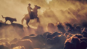 Top 10, karya MERİÇ AKTAR, Turki. Menampilkan penggembala kerbau sedang membesarkan kudanya sementara kawanannya menyeberangi sungai dalam perjalanan pulang di Kayseri, Turki. Foto: Viewsonic ColorPro Awards