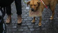 Peserta aksi membawa anjing dengan dikalungi tulisan bernada geram, Grrrr saat berunjukrasa menolak penutupan tempat hiburan di Brussel, Minggu (26/12). 