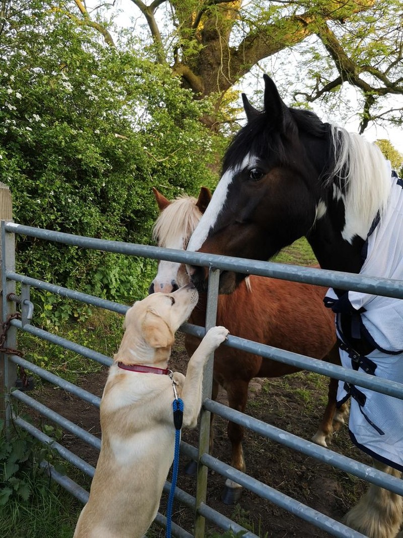 fotoinet persahabatan hewan beda jenis