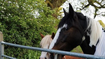 Meski terhalang besi anjing dan kuda ini seolah melepas rindu. Foto: Brightside