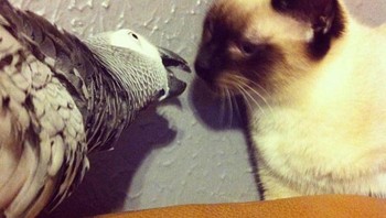 Si burung mau nyosor si kucing nih.  Foto: Brightside