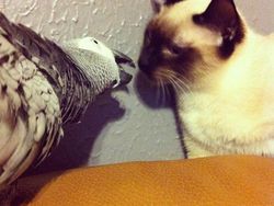 Persahabatan Hewan Beda Jenis Nan Menggemaskan