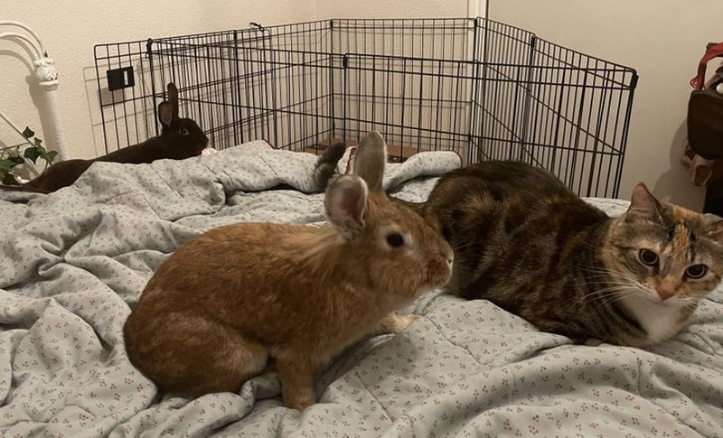 fotoinet persahabatan hewan beda jenis