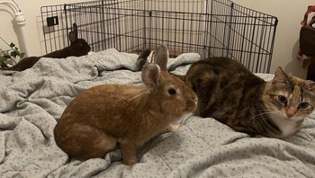 Kebersamaan kelinci dan kucing. Foto: Brightside