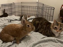 Persahabatan Hewan Beda Jenis Nan Menggemaskan