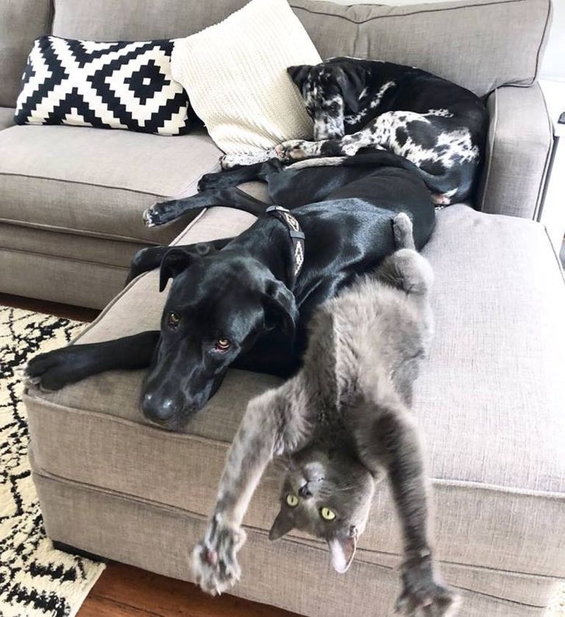 fotoinet persahabatan hewan beda jenis