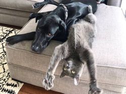 Persahabatan Hewan Beda Jenis Nan Menggemaskan