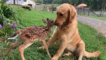 Rusa yang sedang menggoda anjing. Foto: Brightside