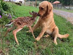 Persahabatan Hewan Beda Jenis Nan Menggemaskan