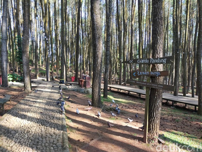Hutan Pinus Mangunan