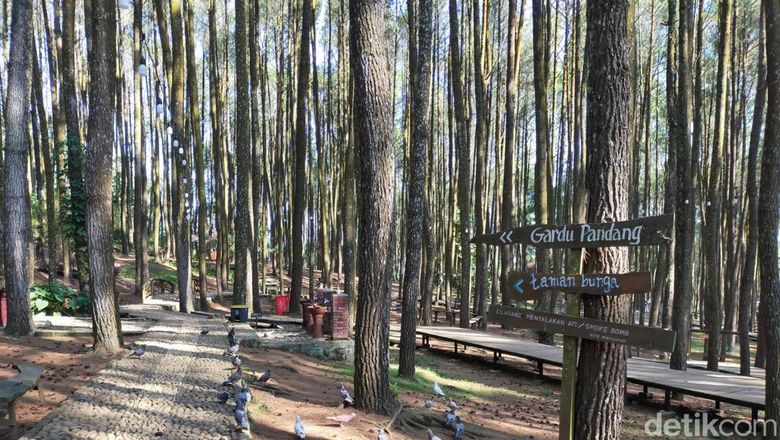 Hutan Pinus Mangunan Hutan Pinus Mangunan