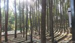 Foto: 7 Spot Instagramable Hutan Pinus Mangunan