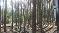 Spot ini bernama panggung sekolah hutan. Banyak bangku-bangku yang tersedia untuk wisatawan bersantai atau berfoto. (Tasya Khairally/detikcom)