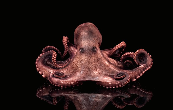 Octopus Tentacle