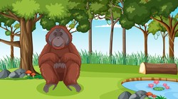 Karhutla Meluas di Kotim, 3 Orang Utan Diduga Masuk Kebun Warga