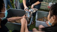 Anak-anak saling menunjukkan biawak peliharaan mereka di Bangkok, Thailand.  