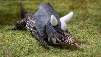 Secara taksonomi, biawak termasuk ke dalam keluarga kadal. Namun, beberapa ciri fisik mereka justru lebih mirip ular. Tidak seperti spesies kadal lain, biawak mempunyai lidah bercabang persis seperti ular.