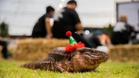 Biawak peliharaan mereka pun dihias dengan aksesoris unik.