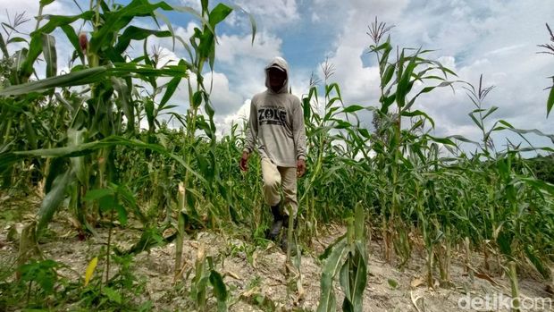 Kawanan monyet menyerang lahan pertanian milik warga di Dusun Jublangsari, Desa Simongagrok, Kecamatan Dawarblandong, Mojokerto. Puluhan monyet merusak tanaman jagung sejak akhir November lalu.