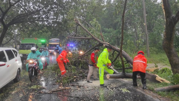 pohon tumbang dibersihkan