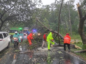 Angin Porak-porandakan Bangkalan, 10 Pohon Tumbang-2 Toko Oleh-oleh Ambruk