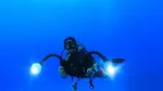 Foto: Selami Keindahan Laut Maldives