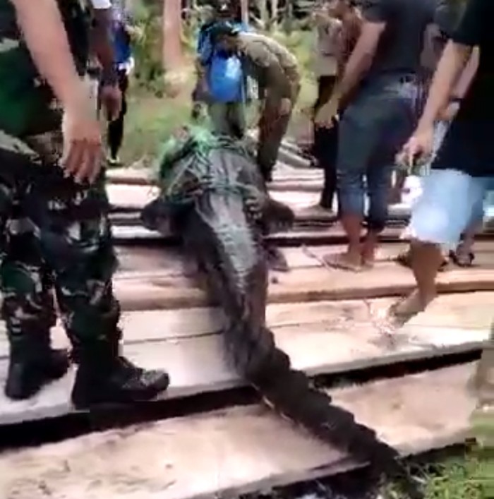 Buaya berukuran 4,7 meter masuk ke tempat wisata Labuan Cermin (Istimewa)