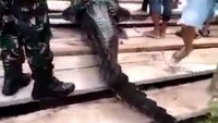 Foto: Buaya berukuran 4,7 meter yang masuk ke tempat wisata Labuan Cermin. (Istimewa)