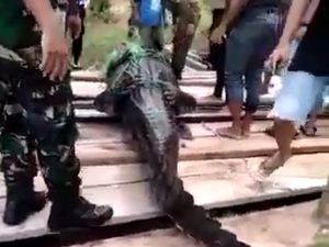 Warganet Salut Proses Penangkapan Buaya 4,7 Meter di Labuan Cermin