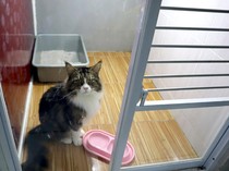 Hewan Peliharaan BAB Sembarangan di Sekitar Rumah, Pemiliknya Wajib Bersihkan?