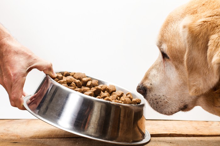 Labrador retriever dog eating his food. Dog food