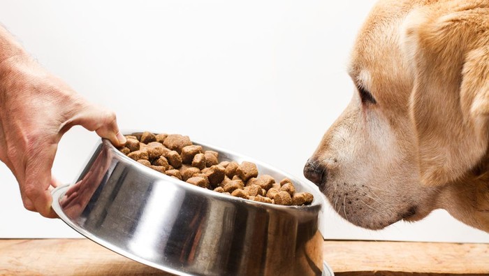 Labrador retriever dog eating his food. Dog food